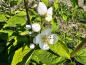 Preview: Weißblühender Strauch - der Großblumige Feldjasmin