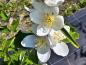 Preview: Großblumiger Feldjasmin mit auffälligen Blüten