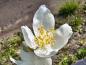 Preview: Großblumiger Feldjasmin: Weiße Blüten mit gelben Staubgefäßen
