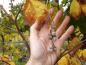 Preview: Früchte des Storaxbaums im Oktober