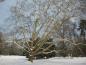 Preview: Platanus hispanica - Solitär im Winter