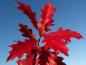 Preview: Überragende Herbstfärbung bei Quercus ellipsoidalis