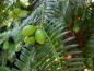 Preview: Die Früchte der Kopfeibe ähneln Oliven oder kleinen Pflaumen.