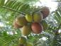 Preview: Grüne und braune Früchte der Japanischen Pflaumeneibe
