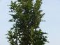 Preview: Quercus palustris Green Pillar mit schmalem Wuchs