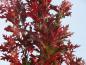 Preview: Quercus palustris Green Pillar mit Herbstfärbung