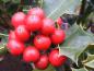 Preview: Rote Beeren des Ilex aquifolium