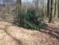 Preview: Ilex aquifolium im Wald