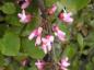 Preview: Judasblatt: rosa Schmetterlingsblütler