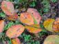 Preview: Storblommig häggmispel Autumn Brilliance, Amelanchier x grandiflora Autumn Brilliance