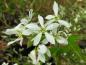 Preview: Storblommig häggmispel Autumn Brilliance, Amelanchier x grandiflora Autumn Brilliance