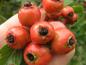 Preview: Crataegus azarolus: Früchte im September