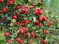 Preview: Reicher Fruchtschmuck bei Crataegus azarolus, Aufnahme aus Ende September