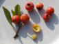 Preview: Die Früchte des Azaroldorns (Mitte Oktober) enthalten zwei Samen.