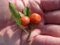 Preview: Essbare Früchte von Crataegus azarolus