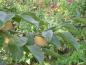 Preview: Essbare Früchte von Diospyros kaki Hiro-tanenashi
