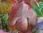 Preview: Einzelblatt des Sassafras albidum in beginnender Herbstfärbung