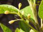 Preview: Der Sassafrasbaum kurz vor dem Erblühen im April