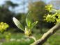 Preview: Zarter Blatt-Austrieb beim Sassafrasbaum