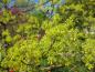 Preview: Sassafrasbaum - grüngelbe Blüten