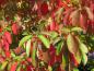 Preview: Rote Herbstfärbung des Sassafrasbaum