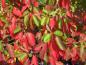 Preview: Der Fenchelholzbaum mit rotem Herbstlaub