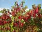 Preview: Rote Herbstfärbung des Sassafrasbaum