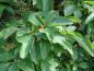 Preview: Die unterschiedliche Blattausbildung des Sassafras albidum auf einer Pflanze