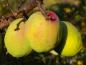 Preview: Große gelbe Zierquitten von Chaenomeles cathayensis