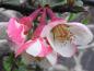 Preview: Weiß-rosa Blüten der Großfrüchtigen Zierquitte