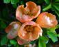 Preview: Bei den durch Aussaat vermehrten Cheanomeles japonica finden sich ab und zu auch andere Blütenfarben wieder
