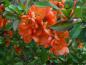 Preview: Cheanomeles japonica mit großen roten Blüten