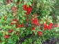 Preview: Chaenomeles japonica-niedrige Zierquitte mit auffällig roten Blüten