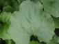 Preview: .Doronicum orientale Magnificum