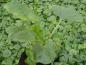 Preview: .Doronicum orientale Magnificum