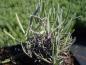 Preview: Lavandula angustifolia Rosea
