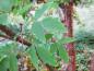 Preview: Der Zimtahorn trägt dreilappige, grüne Blätter.