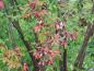 Preview: Beginnende rote Herbstfärbung des Acer griseum
