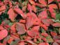 Preview: Leuchtend rote Herbstfärbung beim Zimtahorn (Acer griseum)