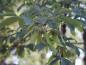 Preview: Zimtahorn (Acer griseum) - typische Früchte