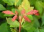 Preview: Zimtahorn (Acer griseum) - die roten Triebe bilden einen schönen Kontrast.