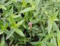 Preview: Lythrum salicaria Robert
