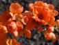 Preview: Blütenvielfalt der Zierquitte Cido