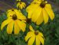 Preview: Rudbeckia nitida Herbstsonne