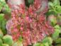 Preview: Sedum spurium Fuldaglut