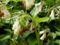Preview: Hünscher Kontrast beim Kaukasus-Beinwell: weiße Blüten, rote Knospen und grünes Laub