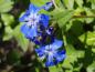 Preview: Blaue Blüten der Ceratostigma willmottianum