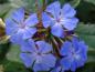 Preview: Die schöne, enzianblaue Blüte des Bleiwurz