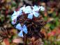 Preview: Auffallend blaue Blüten bis in den Herbst - der Bleiwurz (Ceratostigma willmottianum)