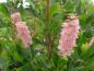 Preview: Blütenstand der rosablühende Scheineller